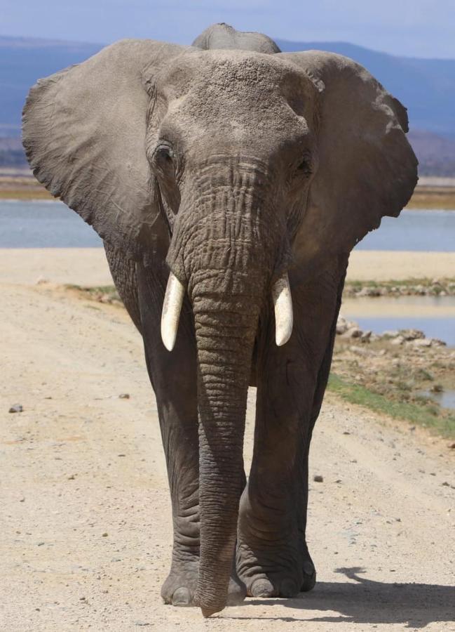 Amboseli Redhouse Apartment Luaran gambar